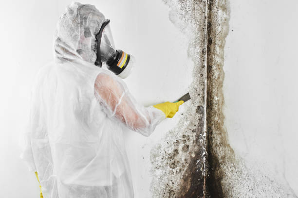 Best Basement Mold Remediation in Lyons, IL