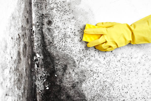 Best Bathroom Mold Remediation in Lyons, IL