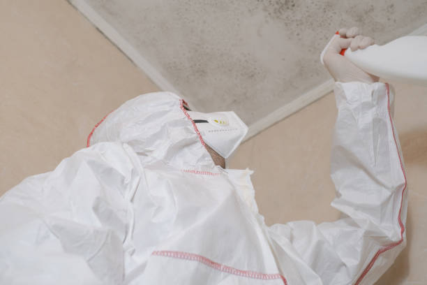 Best Residential Mold Remediation in Lyons, IL