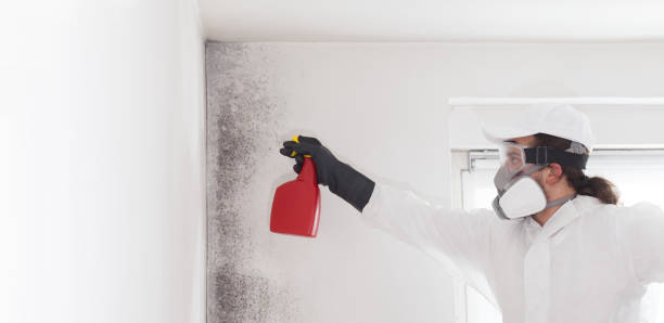 Trusted Lyons, IL Mold Remediation Experts
