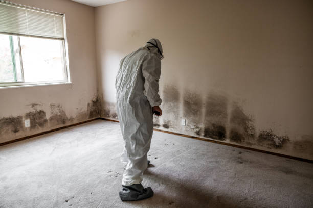 Best HVAC Mold Remediation in Lyons, IL